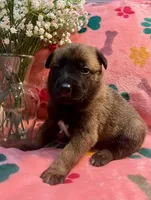 Scarlet- AKC Red Collar, a female Belgian Malinois for sale in London, KY – Photo 1 of 7