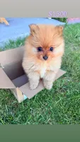 Gigi, a female Pomeranian for sale in Reno, NV – 2 of 5