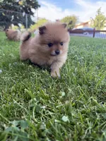 Gracie , a female Pomeranian for sale in Reno, NV – 3 of 4