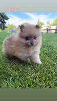 Gigi, a female Pomeranian for sale in Reno, NV – 1 of 5
