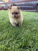 Gigi, a female Pomeranian for sale in Reno, NV – 5 of 5
