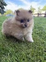 Gigi, a female Pomeranian for sale in Reno, NV – 3 of 5