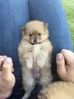 Gracie , a female Pomeranian for sale in Reno, NV – 4 of 4