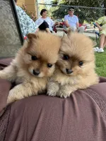 Gracie , a female Pomeranian for sale in Reno, NV – 2 of 4