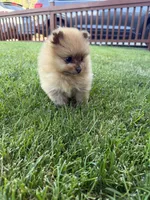 Gigi, a female Pomeranian for sale in Reno, NV – 4 of 5