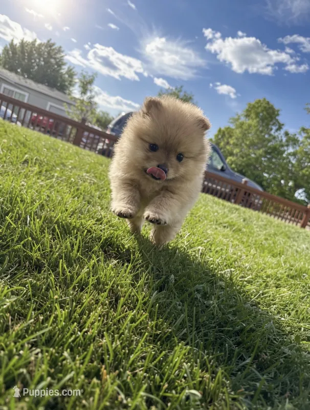 Gracie  – Pomeranian puppy for sale in Reno, NV