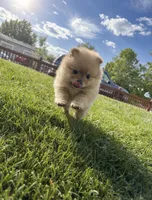 Gracie , a female Pomeranian for sale in Reno, NV – 1 of 4