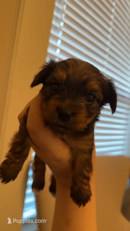 Luke – Yorkshire Terrier puppy for sale in Brownsville, TX