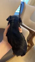 Vader, a male Yorkshire Terrier for sale in Brownsville, TX – 2 of 2