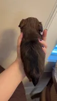 Luke, a male Yorkshire Terrier for sale in Brownsville, TX – 2 of 2