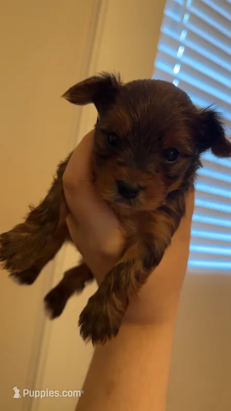 Leía  – Yorkshire Terrier puppy for sale in Brownsville, TX