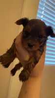 Leía , a female Yorkshire Terrier for sale in Brownsville, TX – 1 of 4