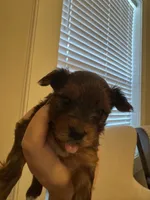 Leía , a female Yorkshire Terrier for sale in Brownsville, TX – 4 of 4
