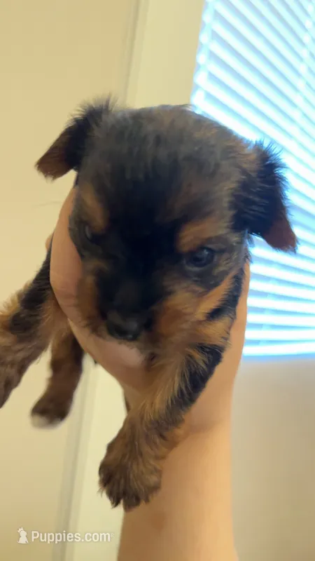 Vader – Yorkshire Terrier puppy for sale in Brownsville, TX