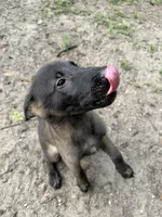 Jupiter, a female Belgian Malinois for sale in Jacksonville, FL – 1 of 2