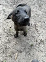 Jupiter, a female Belgian Malinois for sale in Jacksonville, FL – 2 of 2