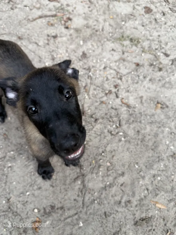 Centari – Belgian Malinois puppy for sale in Jacksonville, FL