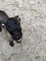 Centari, a male Belgian Malinois for sale in Jacksonville, FL – 1 of 2