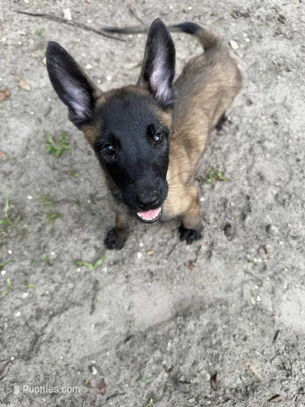 Pluto – Belgian Malinois puppy for sale in Jacksonville, FL