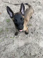 Pluto, a female Belgian Malinois for sale in Jacksonville, FL – 1 of 1