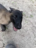 Centari, a male Belgian Malinois for sale in Jacksonville, FL – 2 of 2