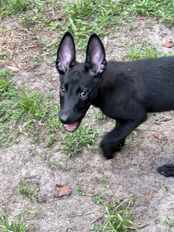 Orian – Belgian Malinois puppy for sale in Jacksonville, FL