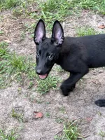 Orian, a male Belgian Malinois for sale in Jacksonville, FL – 1 of 3
