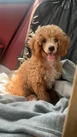 Nugget, a male Poodle - Miniature  for sale in Decatur, GA – 2 of 2