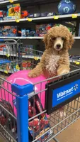 Nugget, a male Poodle - Miniature  for sale in Decatur, GA – 1 of 2