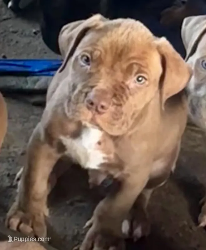 Rylo – Cane Corso puppy for sale in Pomona, CA