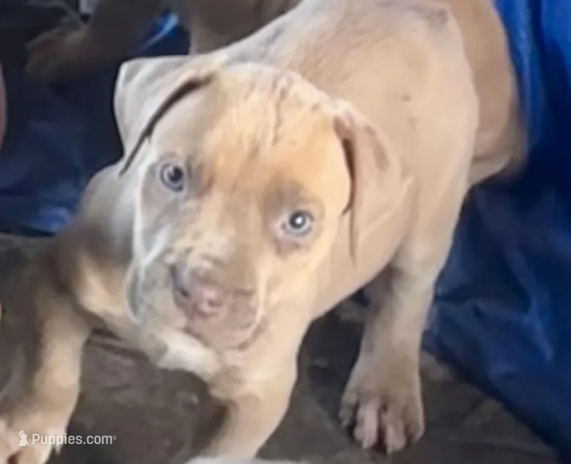 Rylie – Cane Corso puppy for sale in Pomona, CA