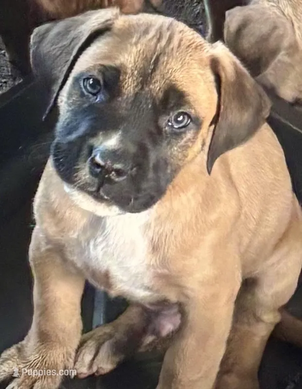 Ricky – Cane Corso puppy for sale in Pomona, CA