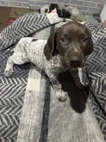 Green grass, a female German Shorthaired Pointer for sale in Necedah, WI – 3 of 4