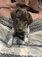 Green grass, a female German Shorthaired Pointer for sale in Necedah, WI – 1 of 4