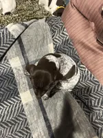 Green grass, a female German Shorthaired Pointer for sale in Necedah, WI – 4 of 4