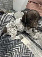 Green grass, a female German Shorthaired Pointer for sale in Necedah, WI – 2 of 4