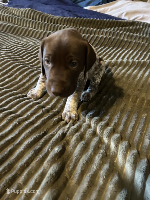 Przyborowski  – German Shorthaired Pointer puppy for sale in Necedah, WI