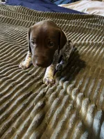 Przyborowski , a female German Shorthaired Pointer for sale in Necedah, WI – 1 of 3