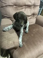 Myki, a female German Shorthaired Pointer for sale in Necedah, WI – 3 of 3