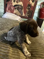 Przyborowski Sophie, a male German Shorthaired Pointer for sale in Necedah, WI – 3 of 4