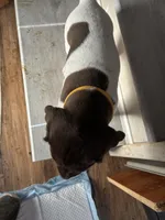 Yellow, a male German Shorthaired Pointer for sale in Necedah, WI – Photo 2 of 4