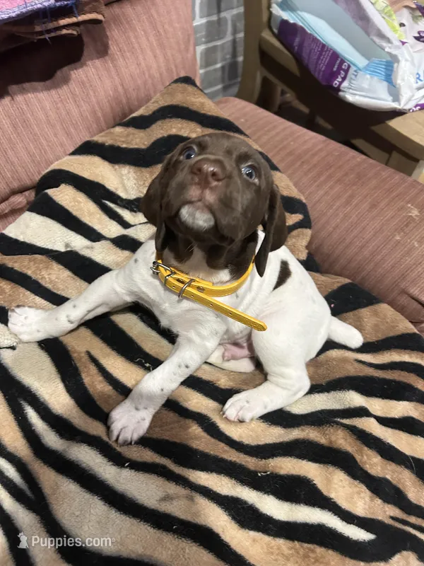 Yellow – German Shorthaired Pointer puppy for sale in Necedah, WI