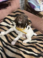 Yellow, a male German Shorthaired Pointer for sale in Necedah, WI – Photo 1 of 4