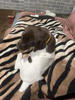 Yellow, a male German Shorthaired Pointer for sale in Necedah, WI – Photo 3 of 4