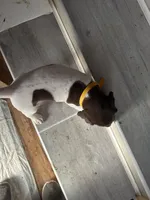 Yellow, a male German Shorthaired Pointer for sale in Necedah, WI – Photo 4 of 4