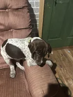Bo, a male German Shorthaired Pointer for sale in Necedah, WI – 3 of 4