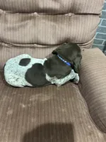 Rex, a male German Shorthaired Pointer for sale in Necedah, WI – 3 of 4