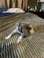 Przyborowski Sophie, a male German Shorthaired Pointer for sale in Necedah, WI – 2 of 4