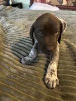 Przyborowski Sophie, a male German Shorthaired Pointer for sale in Necedah, WI – 4 of 4