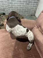 Rex, a male German Shorthaired Pointer for sale in Necedah, WI – 2 of 4
